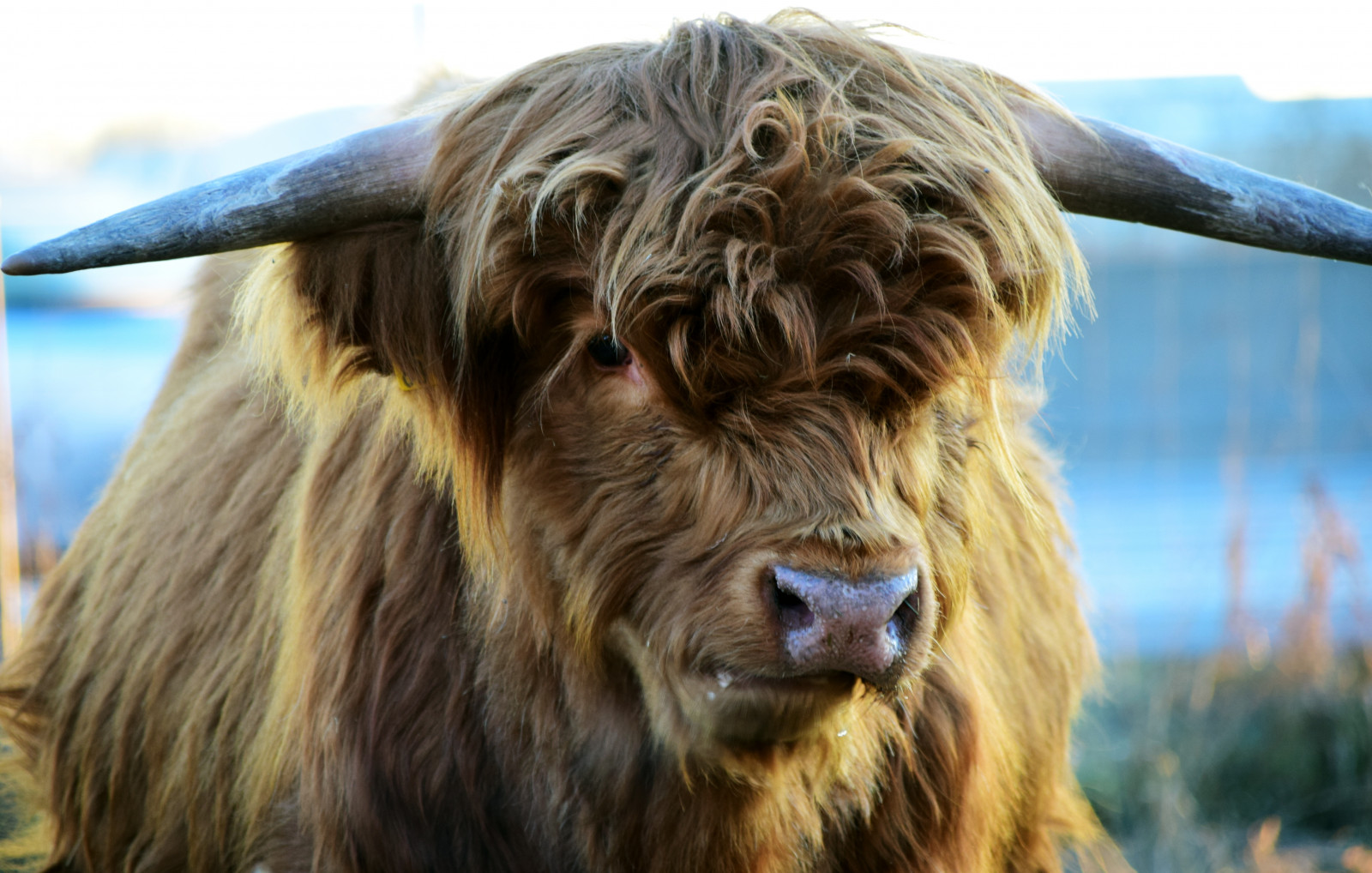 Sfondi : corna, mucca, capre, montanaro, vertebrato, bestiame come ...