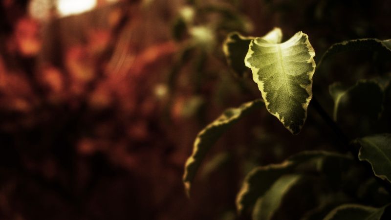 sinar matahari, Daun-daun, alam, fotografi, cabang, hijau sinar matahari, Daun-daun, alam, fotografi, cabang, hijau