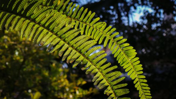 green,Sun,fern,garden,afternoon,bokeh