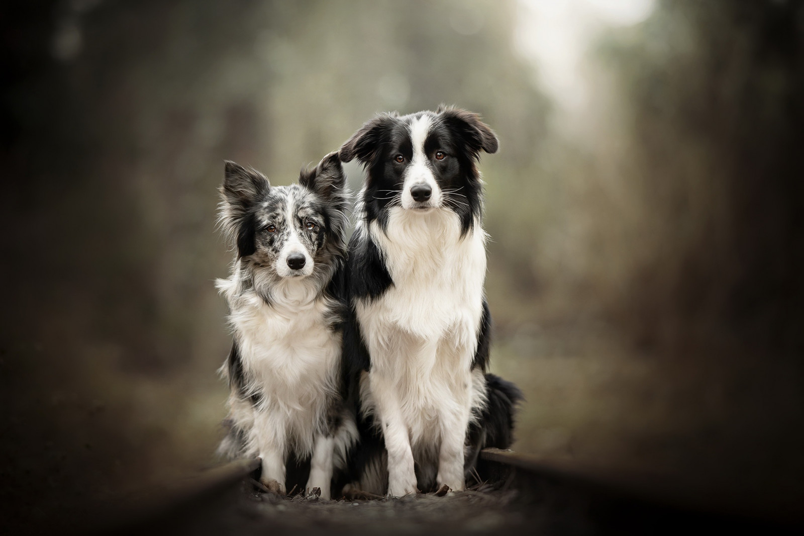 Hund, Tiere, Säugetiere