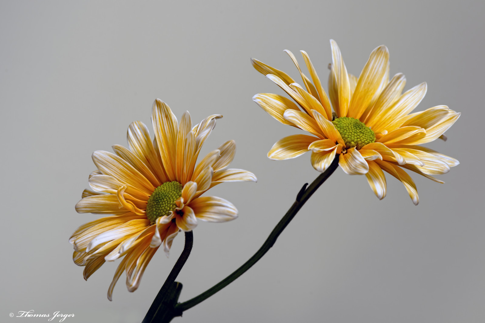Příroda, Černá, květ, kvetoucí, sedmikrásky, Sedmikráska, tanec, duo, flóra, květinový, květ, šedá, Graybackground, zelená, pár, Lístky, rostlina, portrét, stonky, dva, bílý, zima, Wisconsin, žlutý, přírodní
