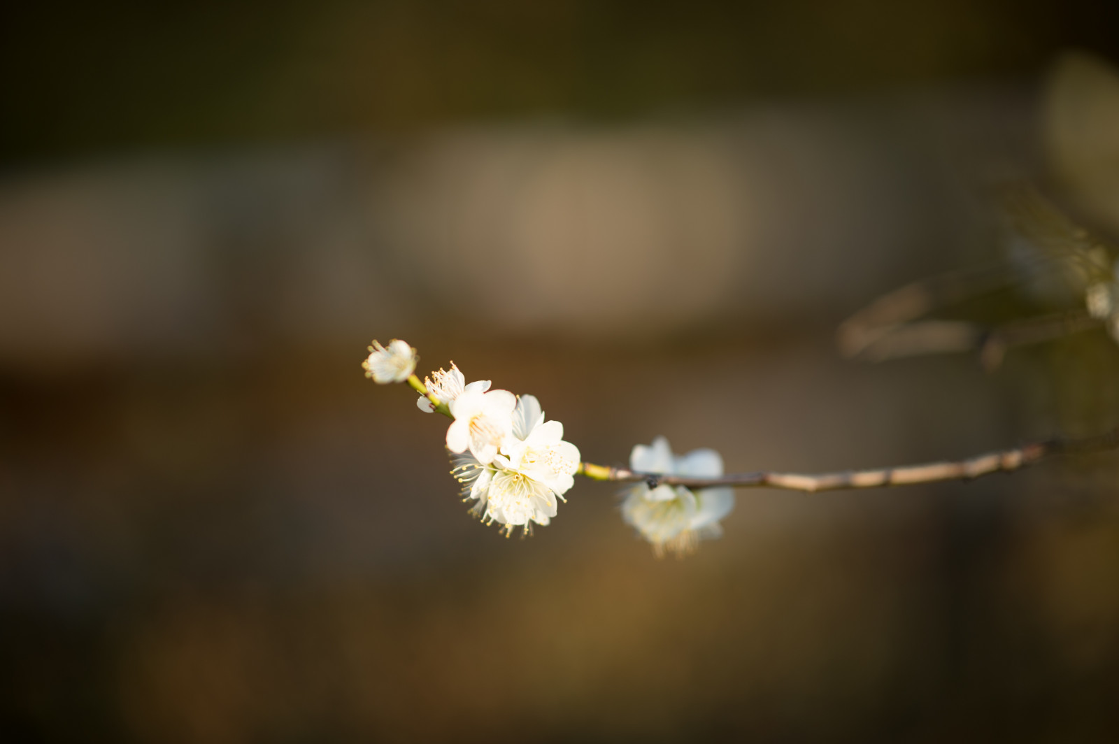 Japonsko, slunečnímu záření, bílý, Příroda, fotografování, větev, zelená, žlutý, Nikon, květ, jaro, Tokio, jp, světlo, NIKKOR, podzim, list, květ, rostlina, UME, flóra, okvětní lístek, afs105mmf14eed, afsnikkor105mmf14eed, df, ikegamibaien, Ikegami, japaneseapricot, větvička, zblízka, makro fotografie, závod stonek, vlhkost
