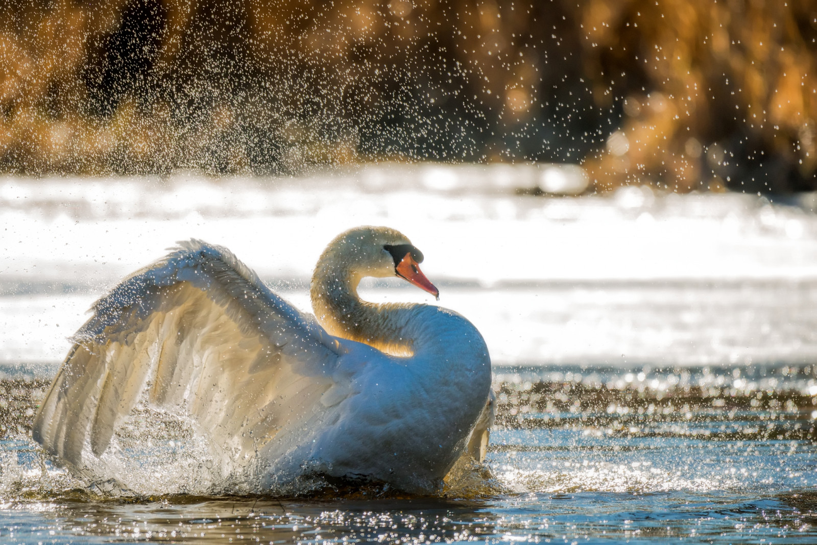 zvěř, voda, Volně žijících živočichů, labuť, kachna, Švédsko, husa, zobák, zmrazení, zvíře, pták, vlna, DJUR, f gel, f glar, kn lsvan, fauna, muteswan, vodní ptáci, vodní pták, kachen, hus a labutě, s rmland, s dermanland, lintu, linnut, cygnusolor, seaduck, Oxel sund, Vildadjur, Ptáky, Branné s, Brann sv tmark