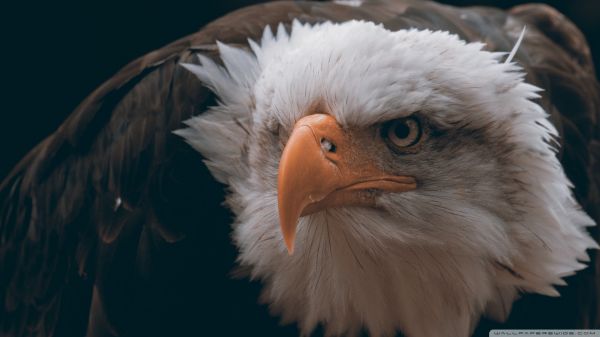 closeup, birds, animals, feathers, wildlife, bird of prey