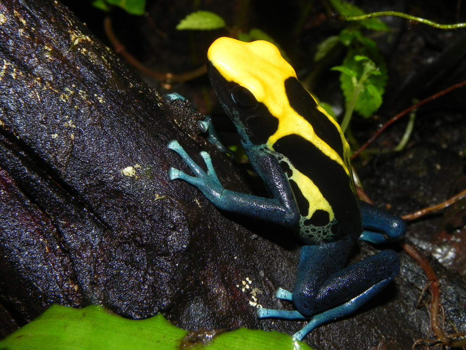 poison dart frog, kolor, gad