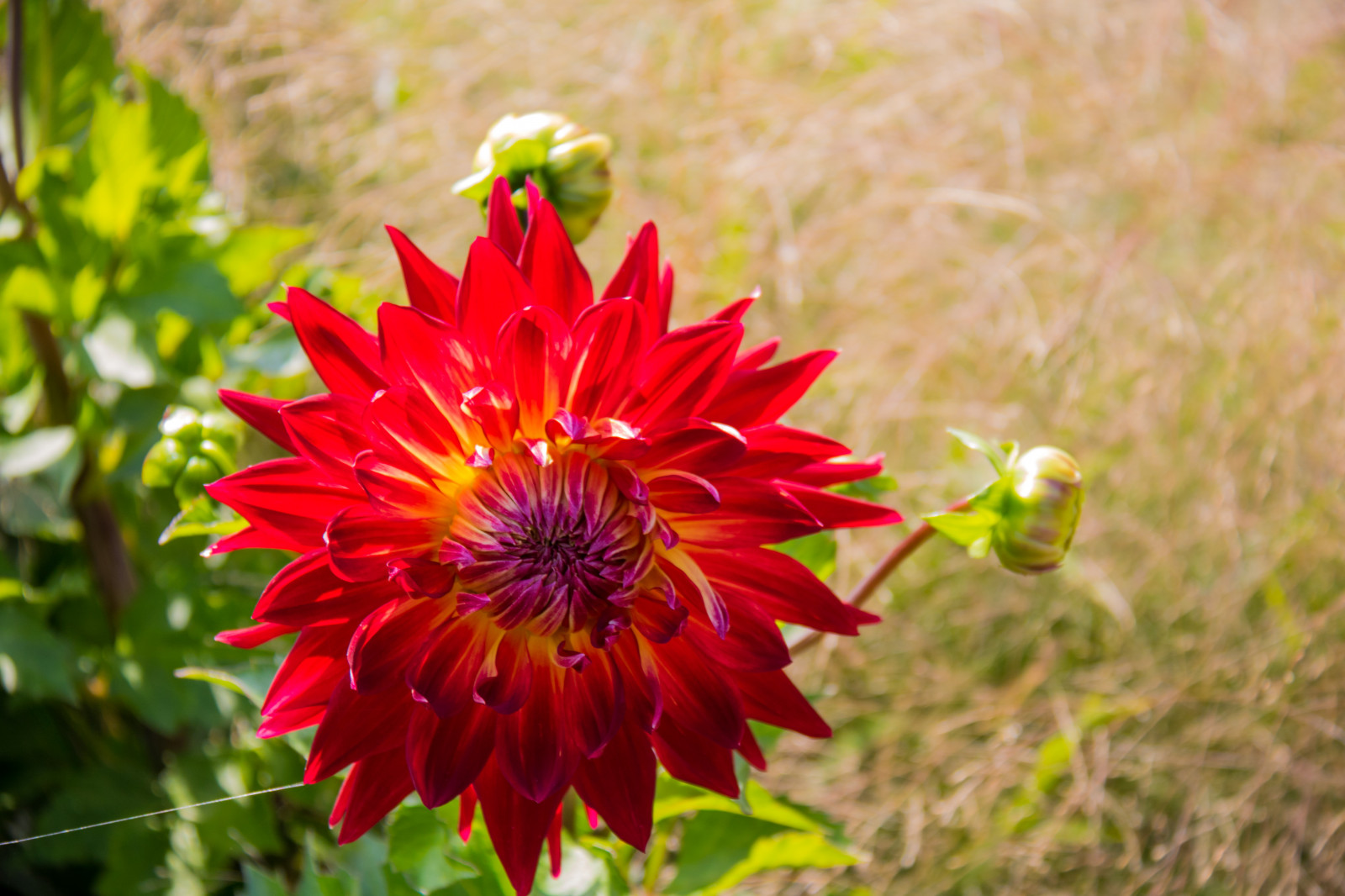 Příroda, pole, květ, rostlina, jiřina, flóra, Blomma, Malmo, exif modelu canoneos760d, geocountry, Kamera aby kánon, geocity, Model fotoaparátu canoneos760d, geostate, geolocation, EXIF čočka efs18200mmf3556is, EXIF otvor 56, exif aby kánon, EXIF isospeed 100, exif focallength 80mm, katrinetorp, okvětní lístek, divoká rostlina, botanika, suchozemská rostlina, kvetoucí rostlina, zblízka, jednoletá rostlina, makro fotografie, daisy rodina