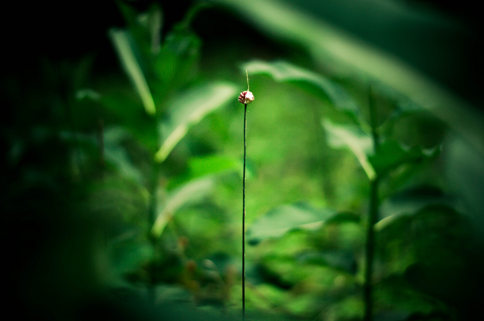 Hintergrundbilder Sommer, Pflanzen, Pflanze, Grün, Natur, Blätter