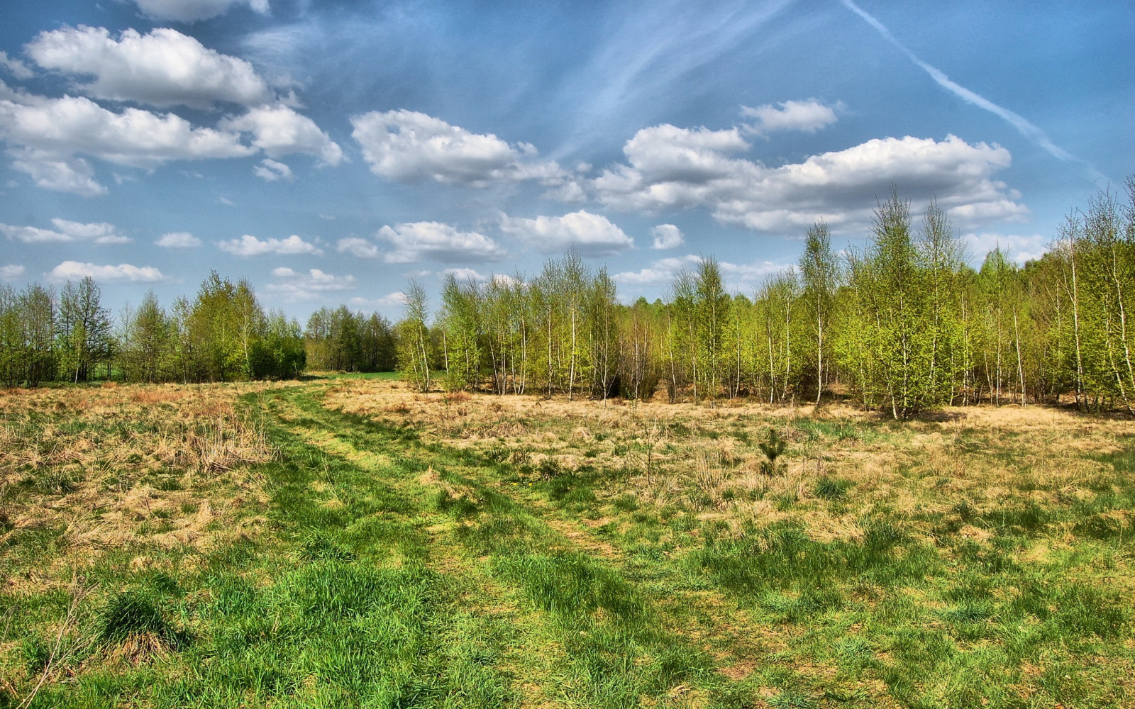 krajina, les, kopec, tráva, nebe, pole, step, mokřadní, mrak, strom, květ, lučina, rostlina, pastvina, zemědělství, louka, plantáž, prostý, trávník, prérie, oříznutí, půda, bažina, venkov, místo výskytu, přírodní prostředí, dřevina, ekosystém, biome, keř, tráva rodina, pozemek pozemek, bažina