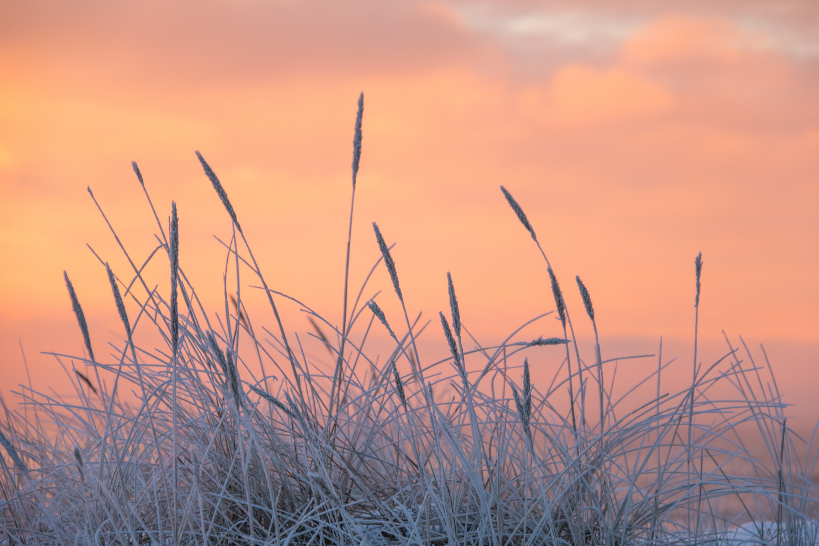 slunečnímu záření, západ slunce, Příroda, tráva, nebe, zima, pole, svítání, Studený, večer, ráno, mráz, vítr, horizont, soumrak, Jinovatka, mrak, svítání, rostlina, Vinter, soluppg ng, kallt, exif modelu canoneos760d, geocountry, Kamera aby kánon, geocity, Model fotoaparátu canoneos760d, exif isospeed 250, geostate, geolocation, EXIF čočka efs18200mmf3556is, EXIF otvor 56, exif aby kánon, exif focallength 100mm, skateholm, rimfrost, prérie, atmosférický jev, tráva rodina