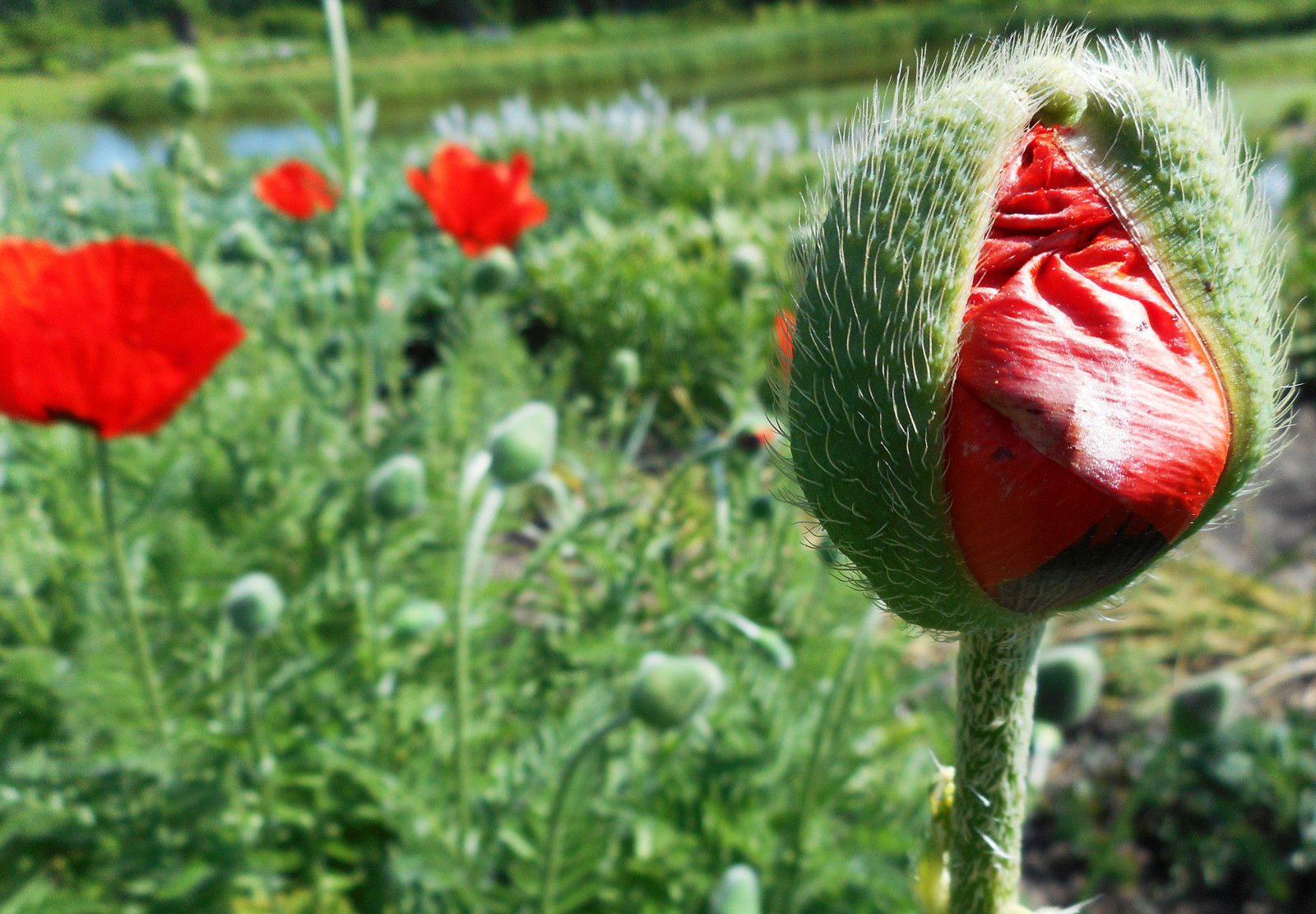 letní, květ, zahrada, botanický, květ, mák, vlčí mák, Litva, Kairenai