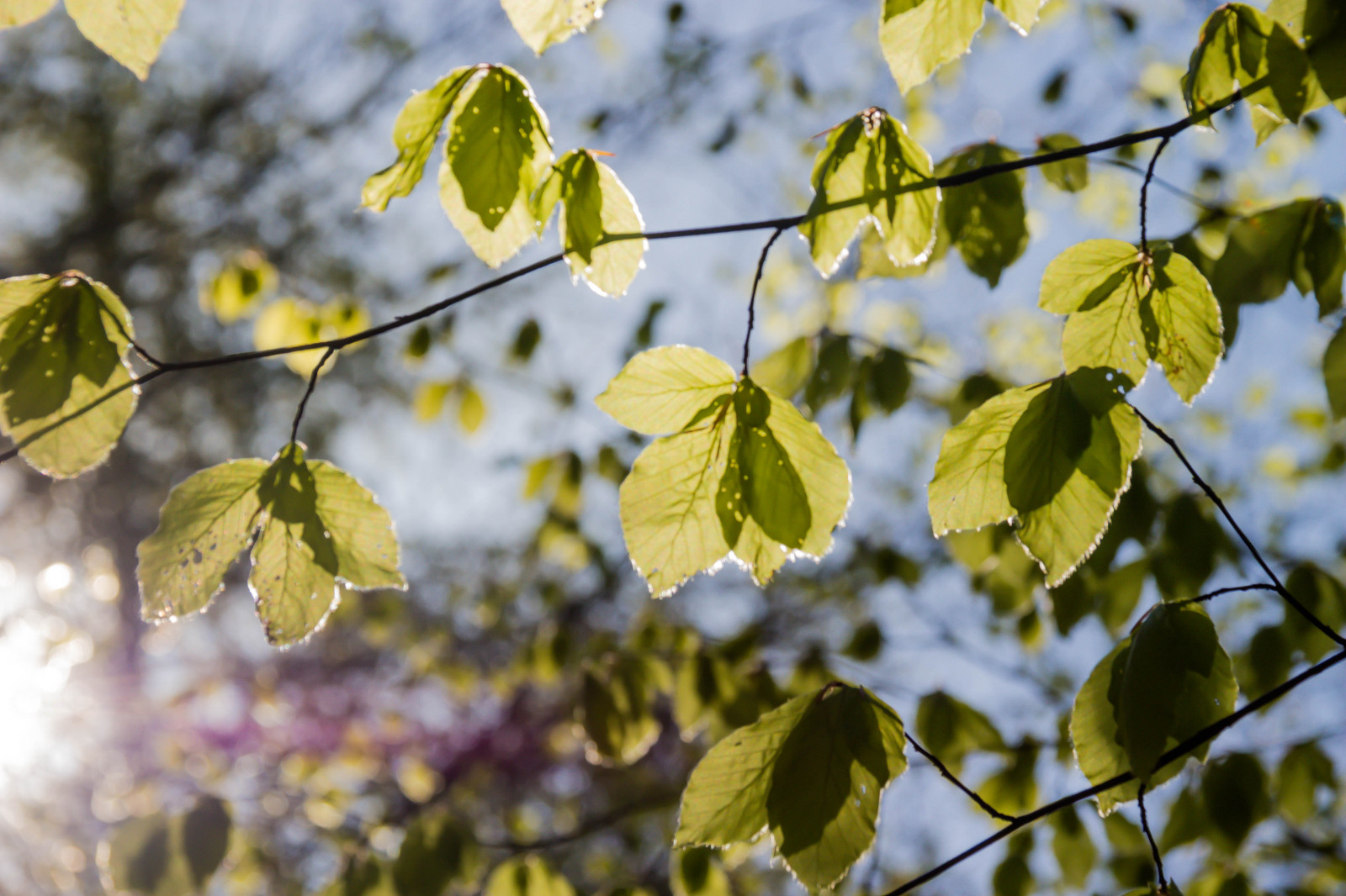 slunečnímu záření, les, jídlo, Příroda, větev, zelená, žlutý, květ, bříza, buk, strom, podzim, list, květ, rostlina, sezóna, flóra, tr d, les, Skog, bok, h ckeberga, bokskog, beechforest, h ckeberganaturv rdsomr de, vyrobit, botanika, suchozemská rostlina, kvetoucí rostlina, dřevina, opadavý, jinan dvoulaločný