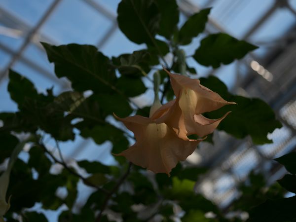 nature, branch, rose, Japan, sunlight, green