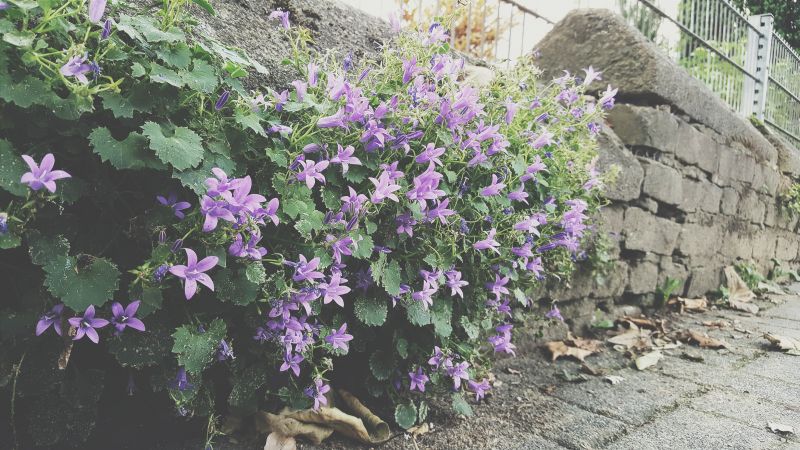 have, planter, urt, blomst, plante, flora have, planter, urt, blomst, plante, flora