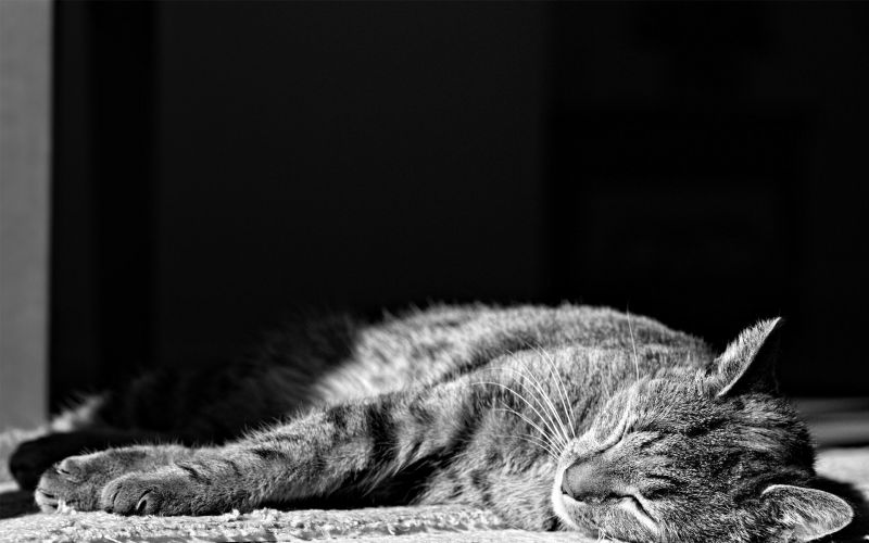 1920x1200 px,Gatos