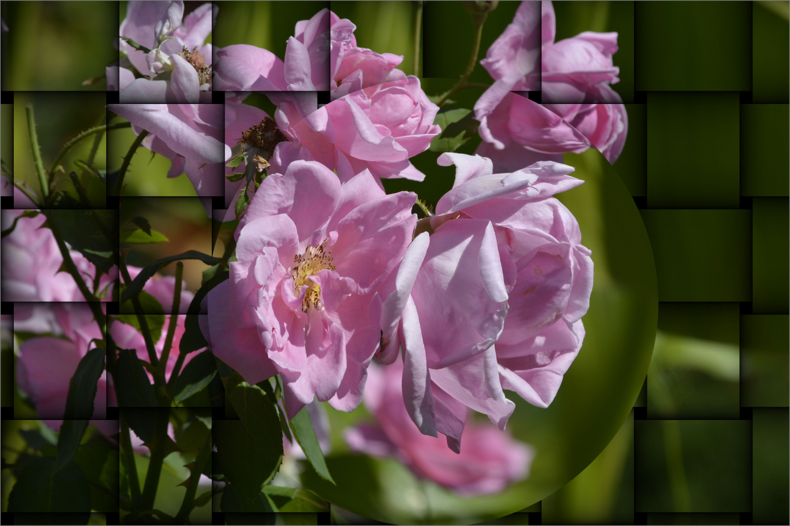 Wallpaper : pink, roses, flower, ART, beauty, rose, globe, sphere