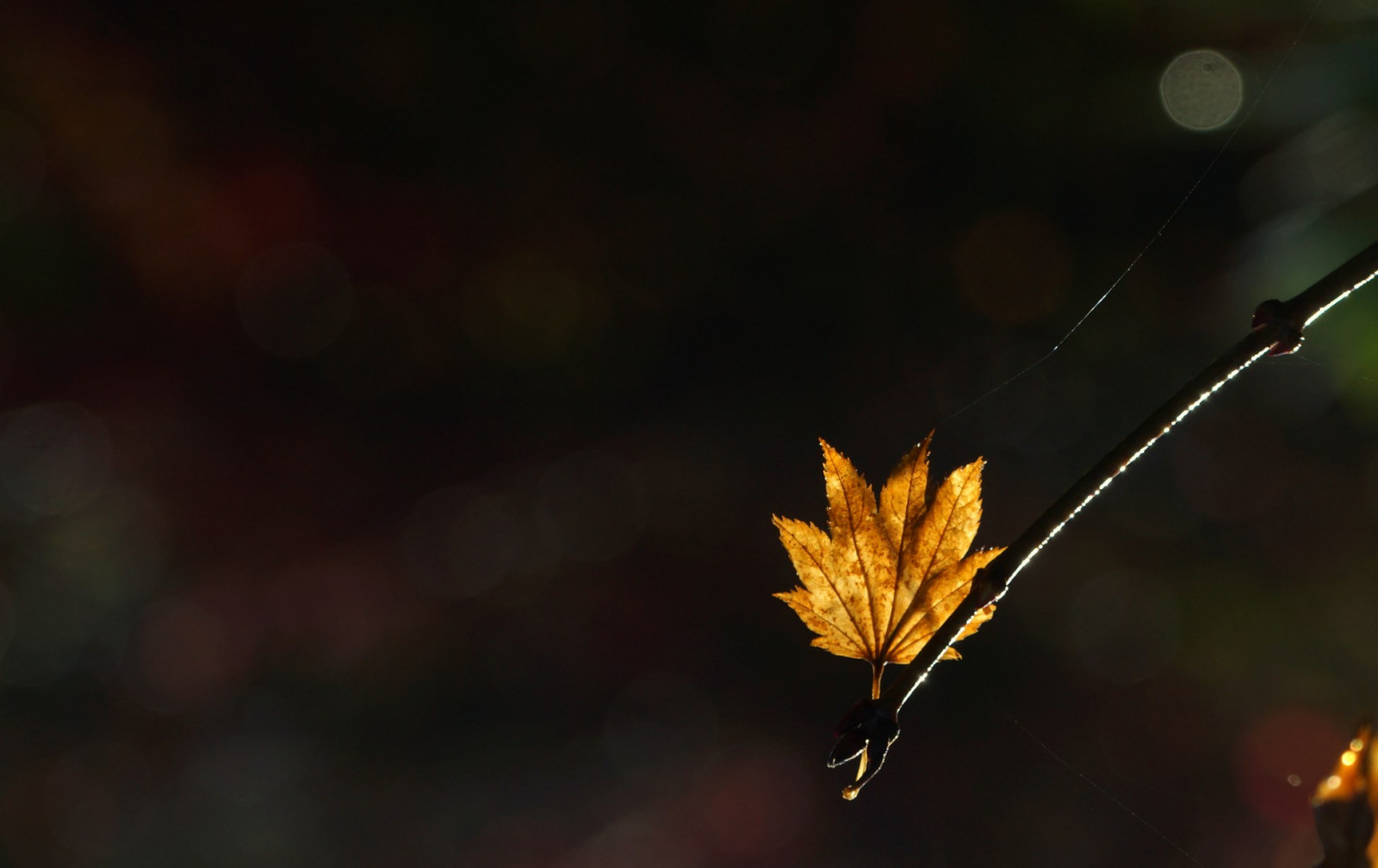 Spojené království, listopad, podzim, světlo, slunce, podzim, podsvícení, list, Soustředit se, dof, bokeh, Dorset, podsvícený, zalitý sluncem, Bournemouth, stevemaskell, 2014