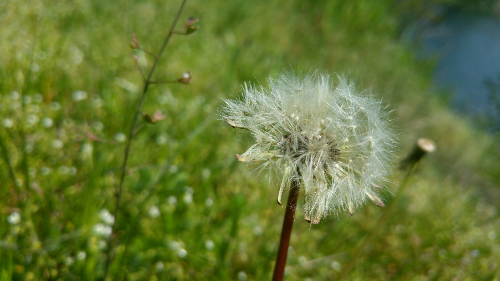 luce del sole, natura, erba, campo, verde, fiori bianchi, HDR, estate, dente di leone, foglia, fiore, prateria, pianta, flora, prato, Fiore di campo, prato, prateria, botanica, impianto di terra, pianta fiorita, avvicinamento, fotografia macro, famiglia di erba, staminali vegetali, famiglia delle margherite