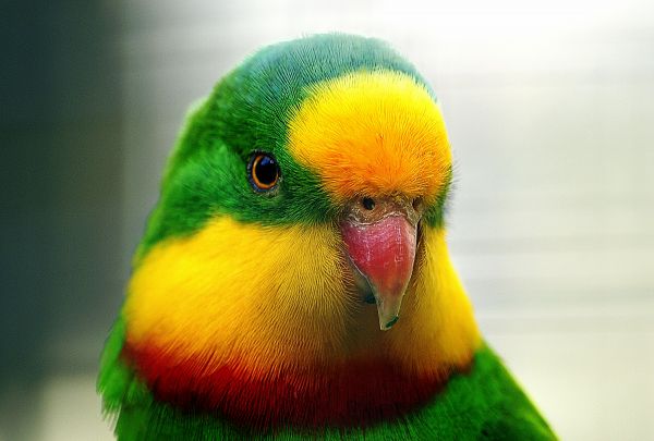 parrot,yellow,yellowcrownedlorikeet,thesuperbparrot,greenleekparrot,flickrsbestcreatures