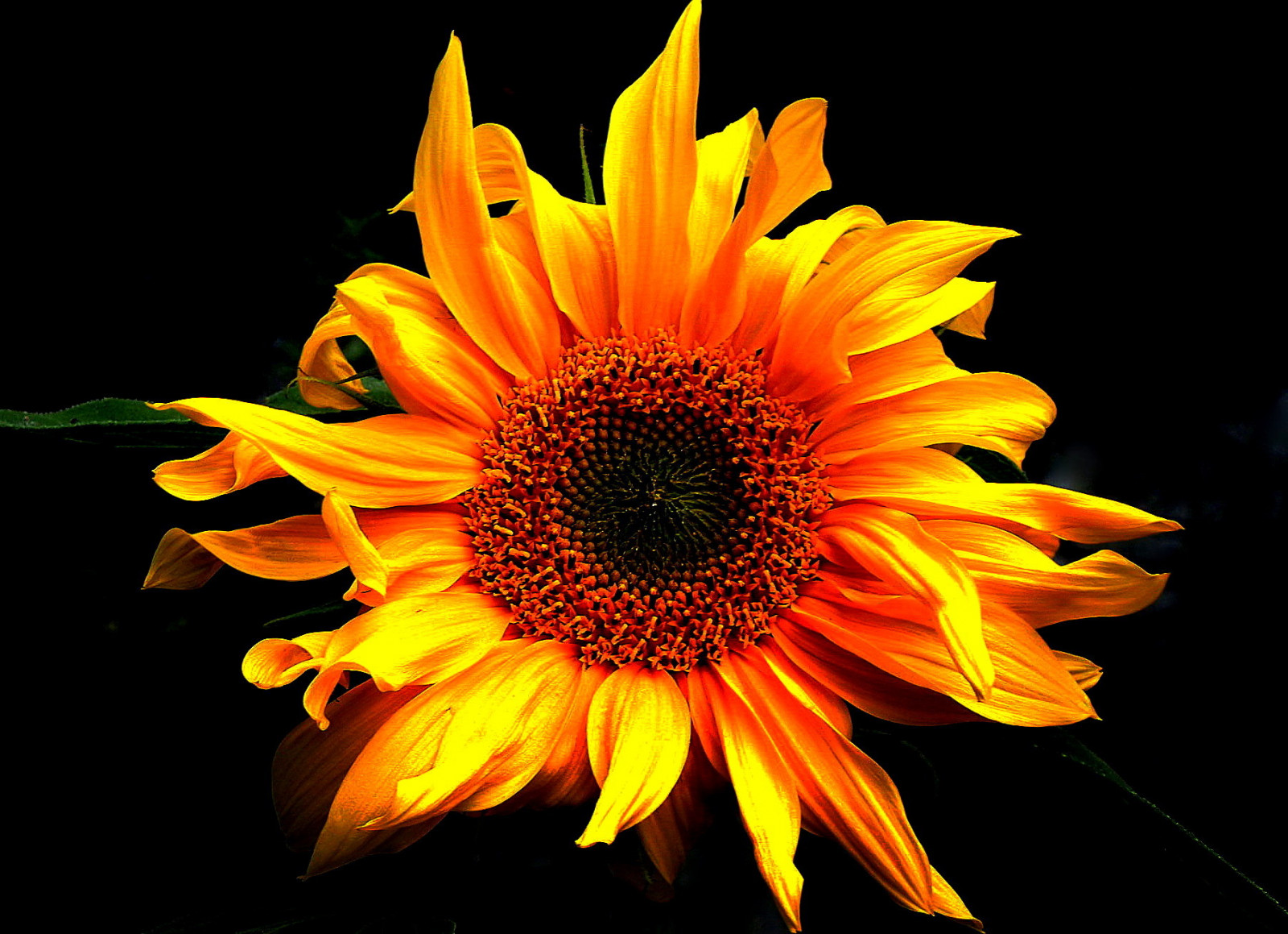 Wallpaper nature, naturephotography, homegarden, sunflower, flower