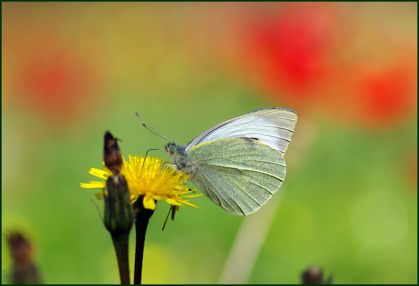 Spring Papillon Fond d'écran : blanc, papillon, insecte, jaune, boisson, Israël ...