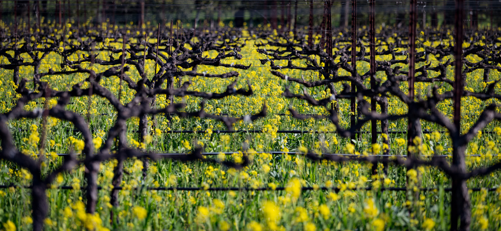 květiny, zima, rostlina, northerncalifornia, žlutý, venkovský, krajina, vinice, vinná réva, flóra, víno, venkovní, země, zemědělství, hrozny, hořčice, Sonoma County, winecountry, vinařství, Alexandervalley, gloriasalvanteglophotography