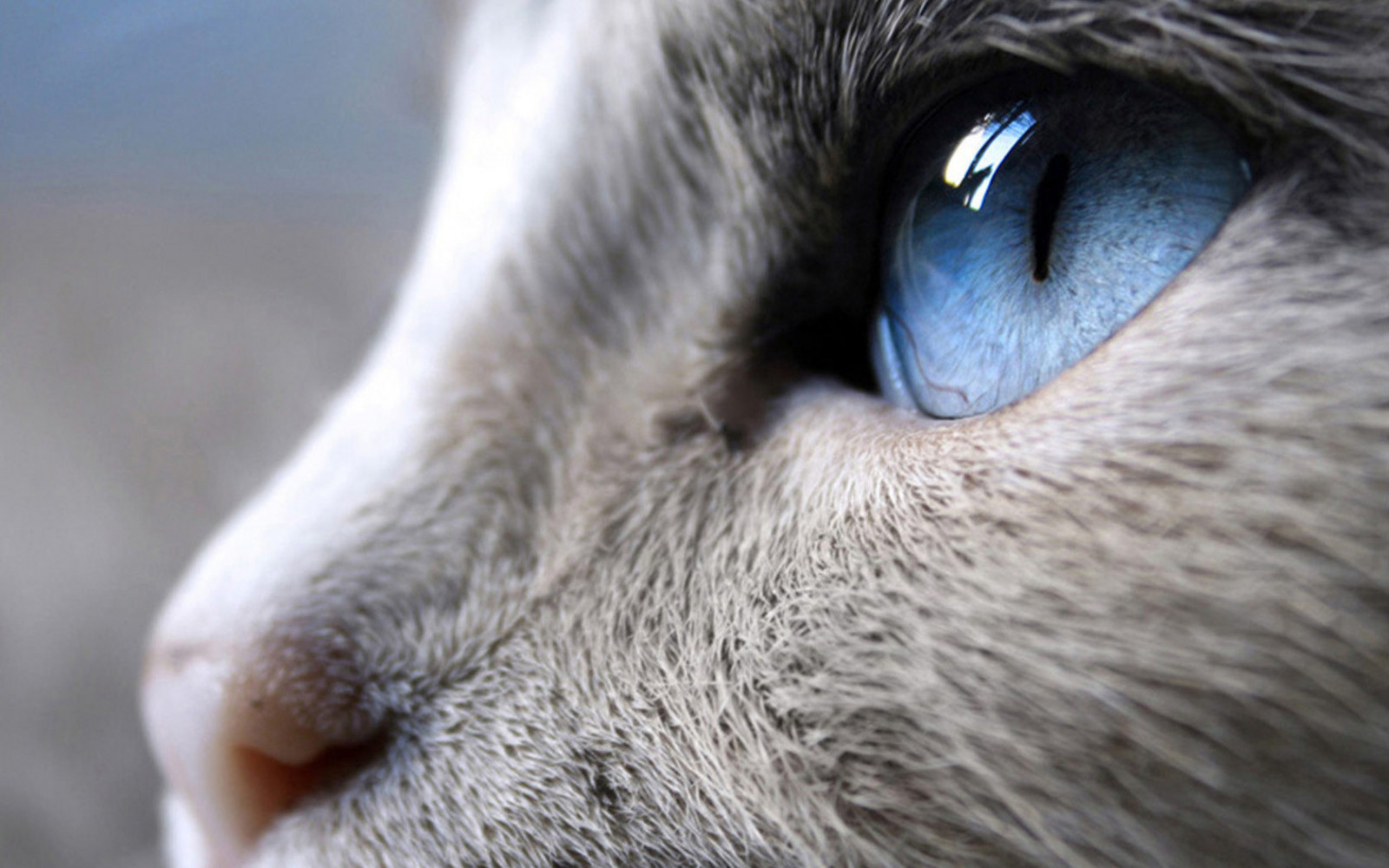1680x1050 px, cat