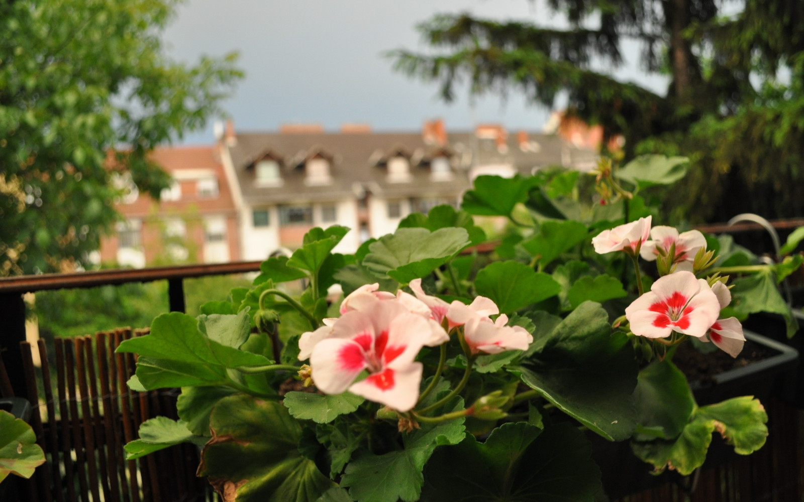 Hintergrundbilder Blumen, Garten, Straße, Balkon, blühen, Blume