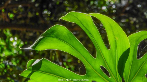 menanam,hijau,daun,tumbuh-tumbuhan,Flora,terrestrial plant