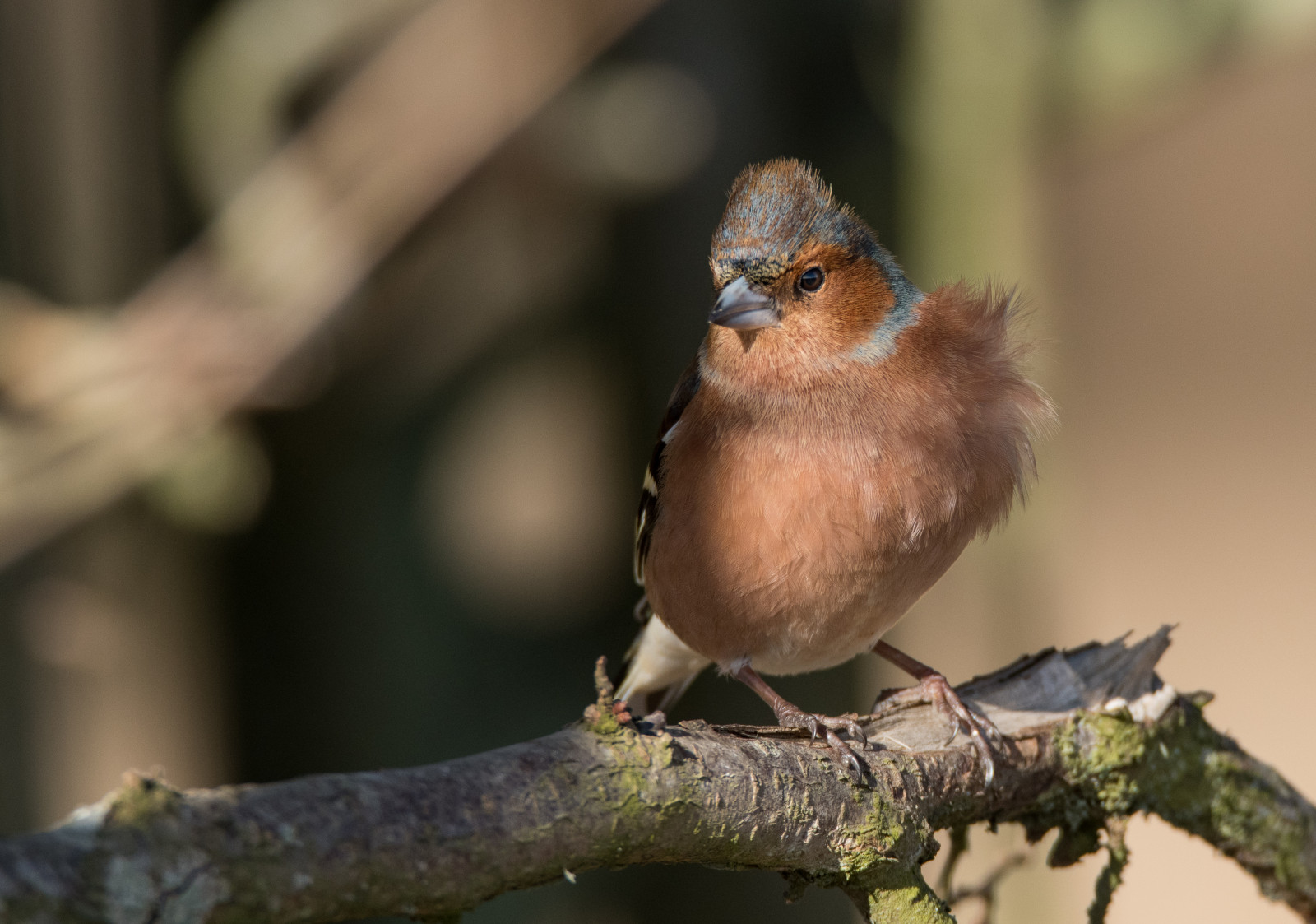 Příroda, větev, Volně žijících živočichů, Nikon, Švédsko, zobák, Vrabec, Pěvec, Sverige, strom, Tamron, zvíře, venkovní, pták, pěnkava, Pírko, natur, DJUR, f gel, fauna, prohlížení pták, organismus, Lejskovití, Brambling, slavík, Emberizidae, střízlík