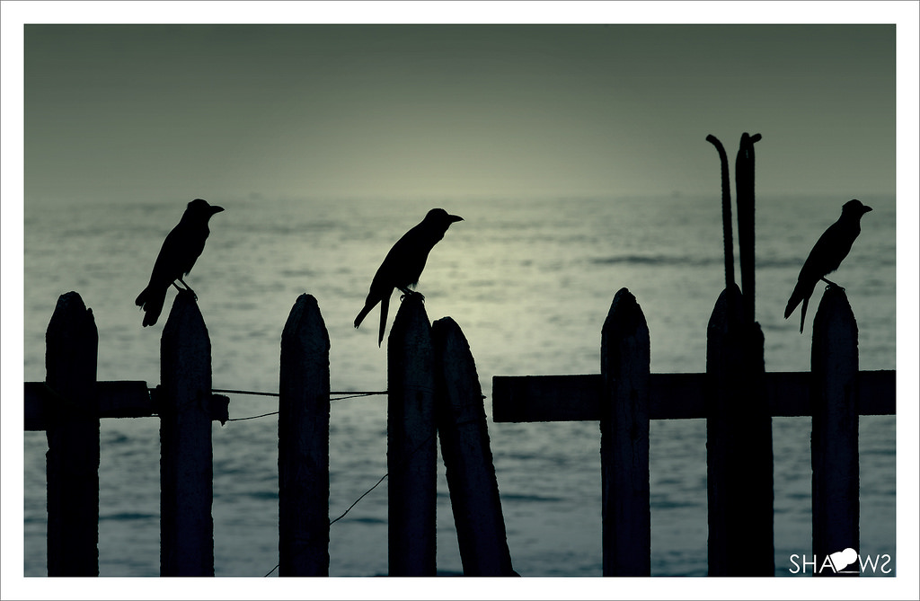 moře, pláž, Kánon, krajina, tři, fotografie, stíny, kerala, 7d, úterý, vrána, vrány, shdows, tři mušketýři, sarin, Trojcrows, Thalikulam, Sarinsoman, canon7d, Snehatheeram, Nizhal, Nizhalkoothu, Playofmyshaodws, Sarinsomancom, Ef70200mmf28islii, Keralacrow