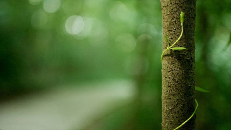 sunlight, forest, nature, grass, macro, trees sunlight, forest, nature, grass, macro, trees
