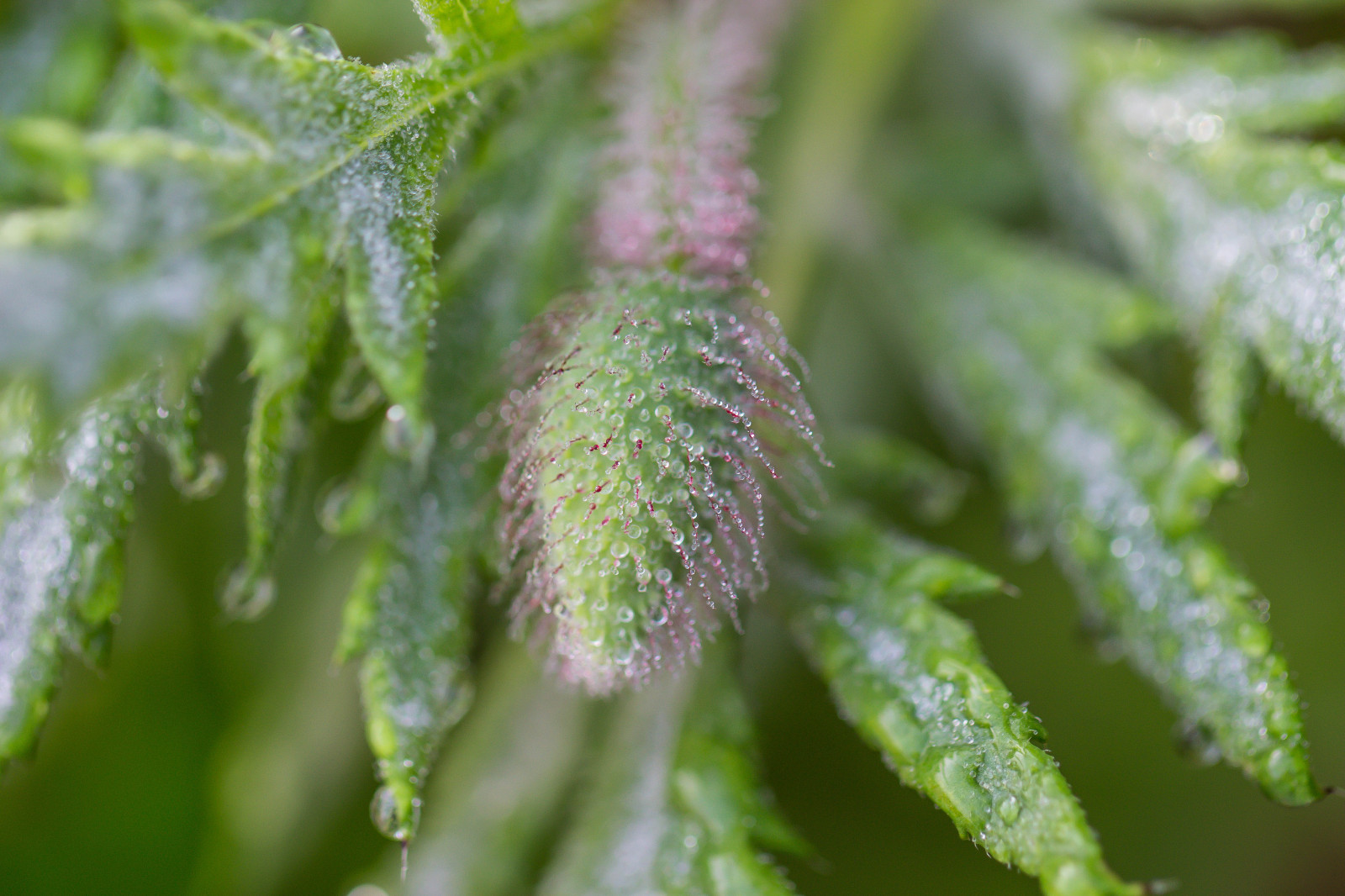 Makro, Tau, Mohn, Makro, Vallmo, Dagg, Pinnaclephotography, Canonef100mm128lisusmmacro