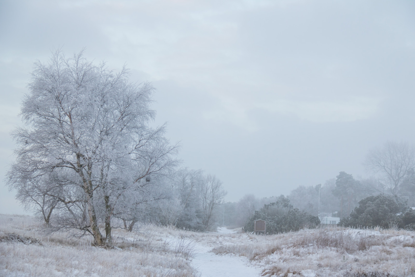 sne, vinter, afdeling, kold, frost, rime, Fryser, træ, vejr, sæson, vinter, tr d, Kallt, exif model canoneos760d, geocountry, kamera gør kanon, geocity, kameramodel canoneos760d, geostate, geolocation, exif linse efs18200mmf3556is, exif gøre kanon, exif isospeed 125, exif focallength 50mm, exif åbning 50, Skateholm, rimfrost, tre, snestorm, atmosfærisk fænomen, vinter storm