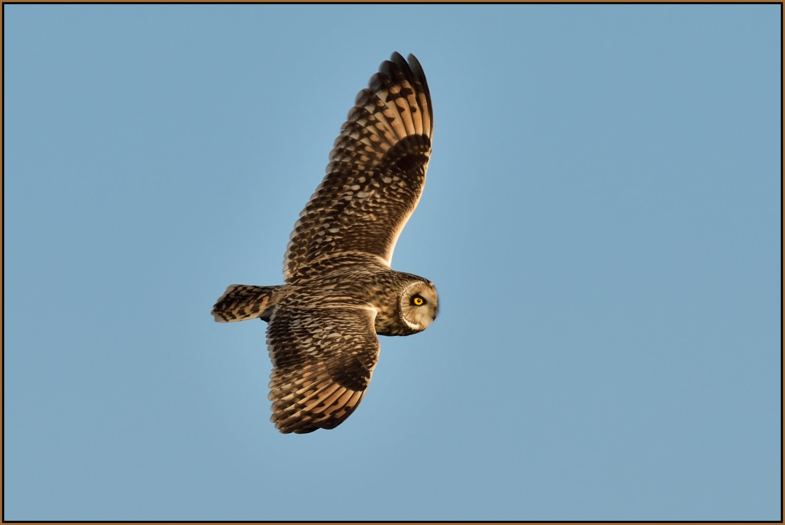 ธรรมชาติ, ท้องฟ้า, บิน, สัตว์ป่า, นกล่าเหยื่อ, นกฮูก, นกอินทรี, ปาก, เหยื่อ, Falcon, กระต่าย, เที่ยวบิน, นก, ตะวันออก, เหยี่ยว, birdofprey, อีแร้ง, ปีก, สั้น, สัตว์ป่า, anglia, นกฮูกสีเทาที่ยอดเยี่ยม, accipitriformes, สั้น, แคมบริดจ์, หู, Fens