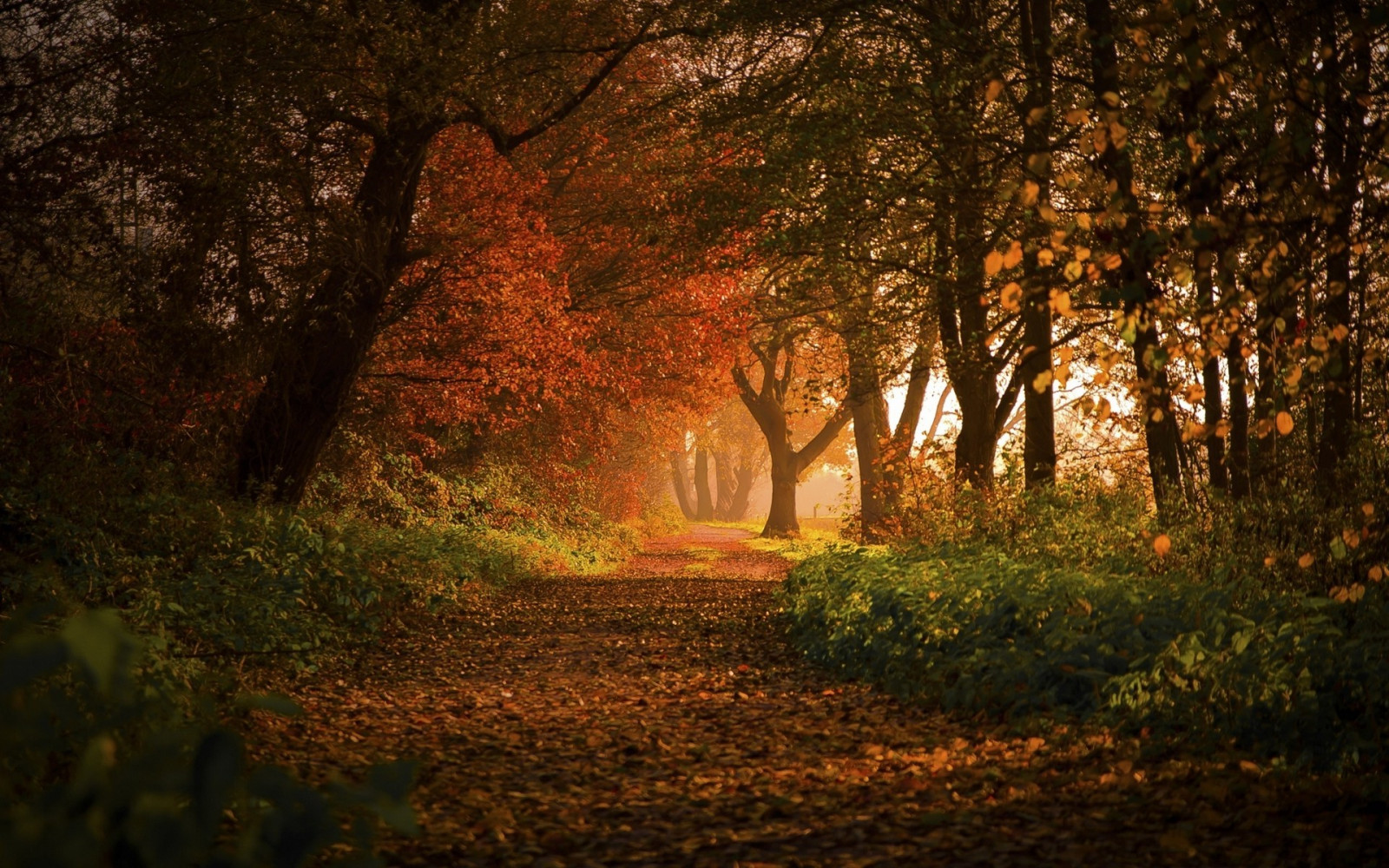zonlicht, bomen, landschap, Bos, vallen, bladeren, natuur, tak, ochtend-, Duitsland, struiken, Europa, pad, licht, boom, herfst, blad, seizoen, duisternis, 1920x1200 px, bos-, leefgebied, natuurlijke omgeving, atmosferisch fenomeen, houtachtige planten