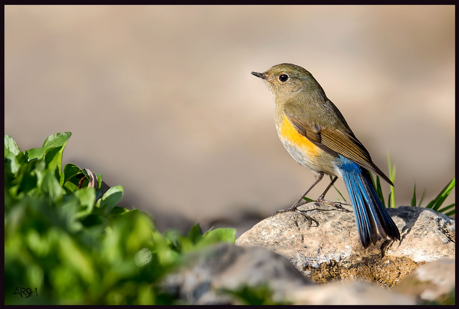 Pákistán, Krásná, krása, ptactvo, ilovenature, Birdseyeview, islamabad, naturephotography, birdsofpakistan, nikkor600mmf4, wildlifephotographey, birdslover, birdsphotography, ilovewildlife, nikond4s