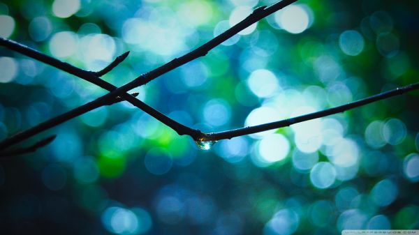 sunlight, nature, reflection, plants, water drops, depth of field