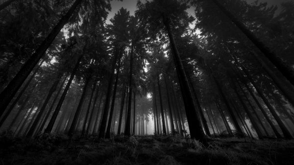 wood,black and white,from below,trees,gloomy,kroner