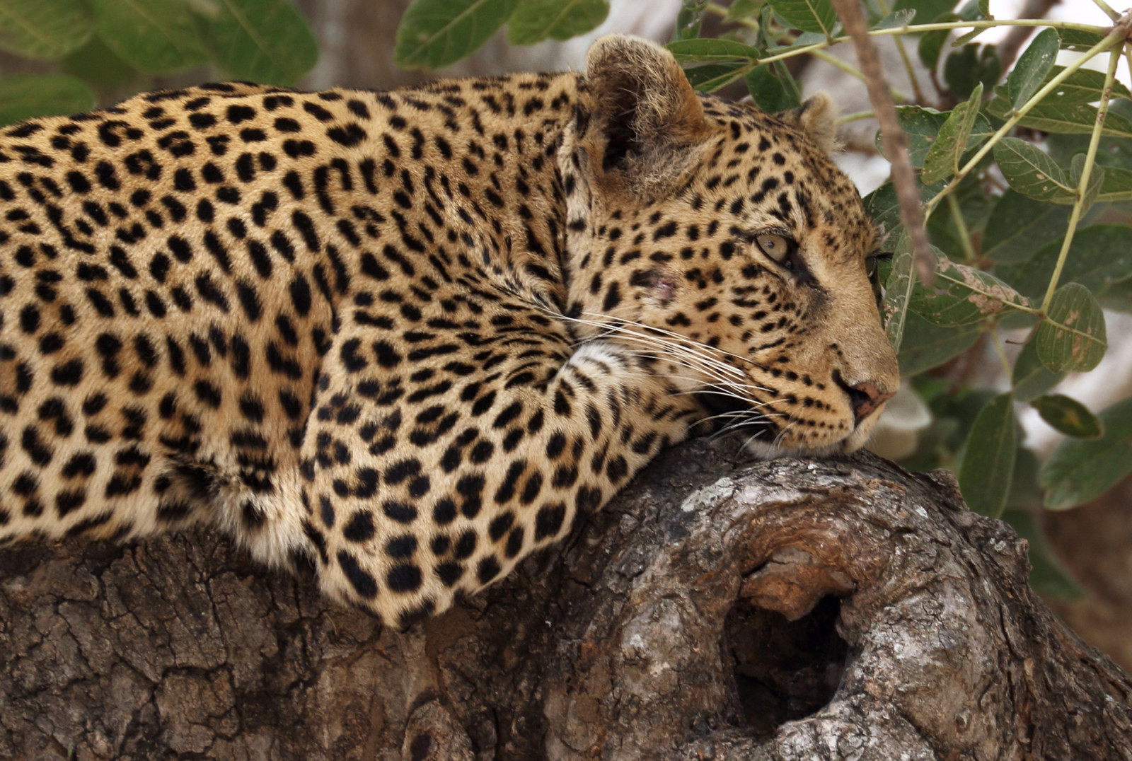 Afrika, cestovat, portrét, kočky, strom, Příroda, zvíře, zvěř, detailní, kočka, Tanzanie, Zvířata, reisen, Volně žijících živočichů, ngc, natur, Porträt, npc, leopard, afrika, katze, Katzen, baum, nahaufnahme, tansania, 2015, Africanleopard, tarangirenationalpark, anymotion, 7d2, Pantheraparduspardus, canoneos7dmarkii