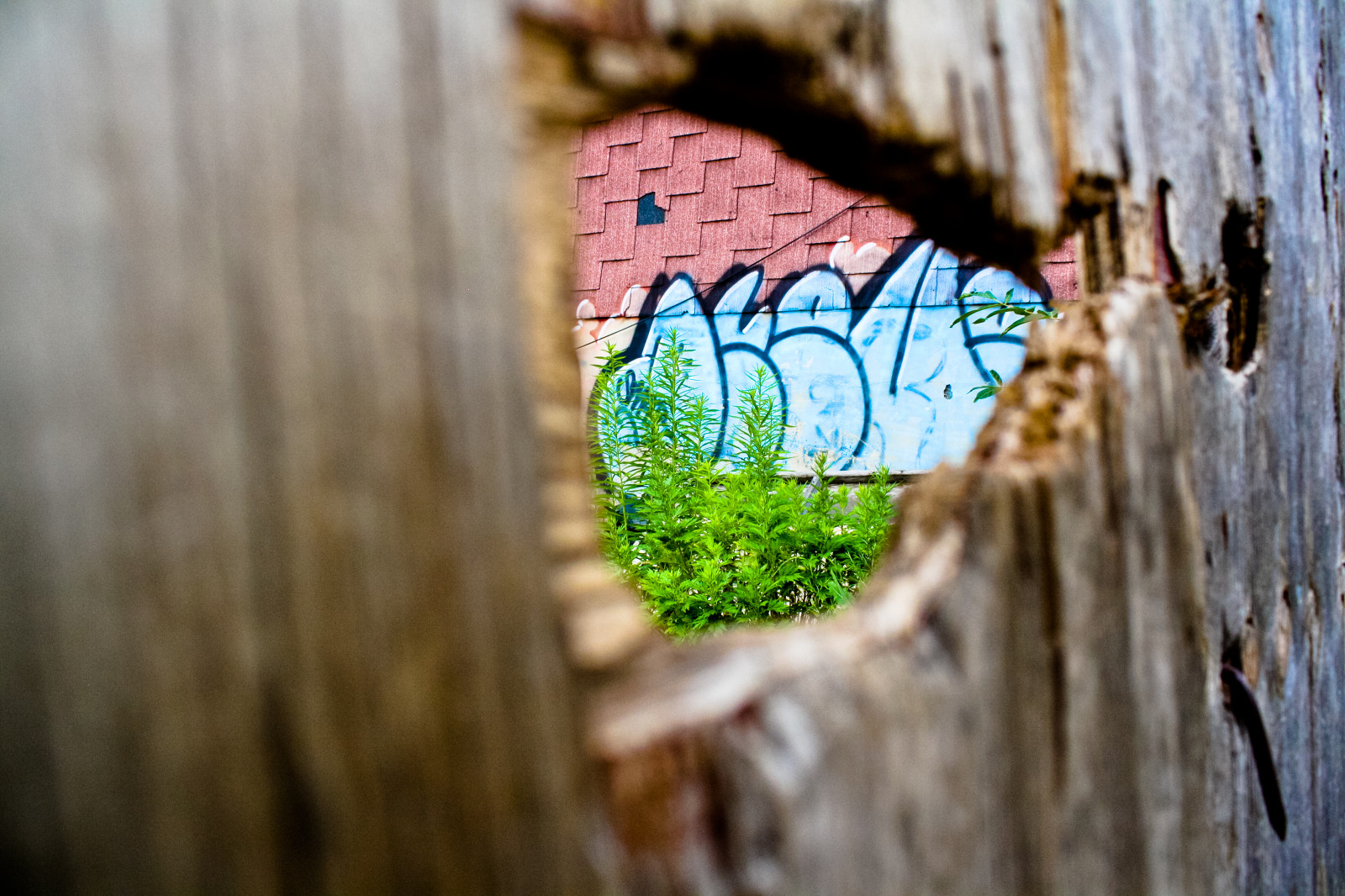 Wallpaper grass, Crew, wall, wood, green, graffiti, Brooklyn, ART