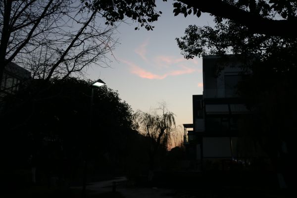 sky,atmosphere,building,cloud,plant,branch