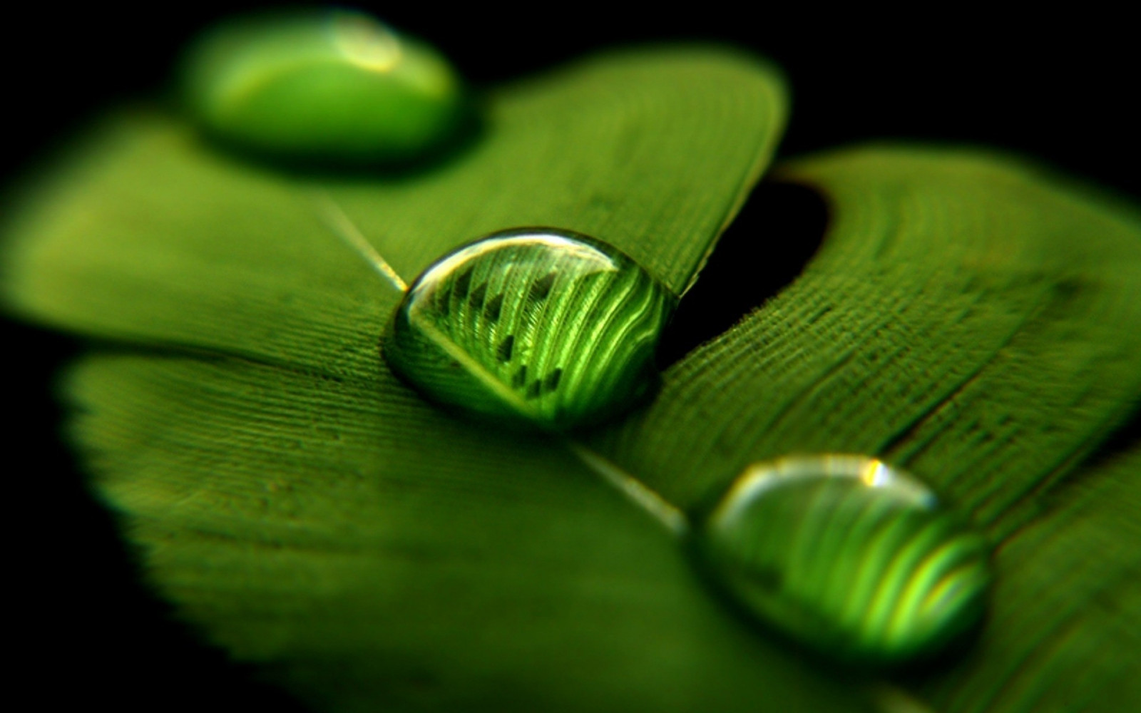 Sonnenlicht, Wasser, Natur, Gras, Fotografie, Grün, Gelb, Tau, Blatt, Blume, Pflanze, fallen, Hintergrund, Flora, Oberfläche, Blütenblatt, Computer-Tapete, Botanik, Nahansicht, Makrofotografie, Pflanzenstamm, Feuchtigkeit