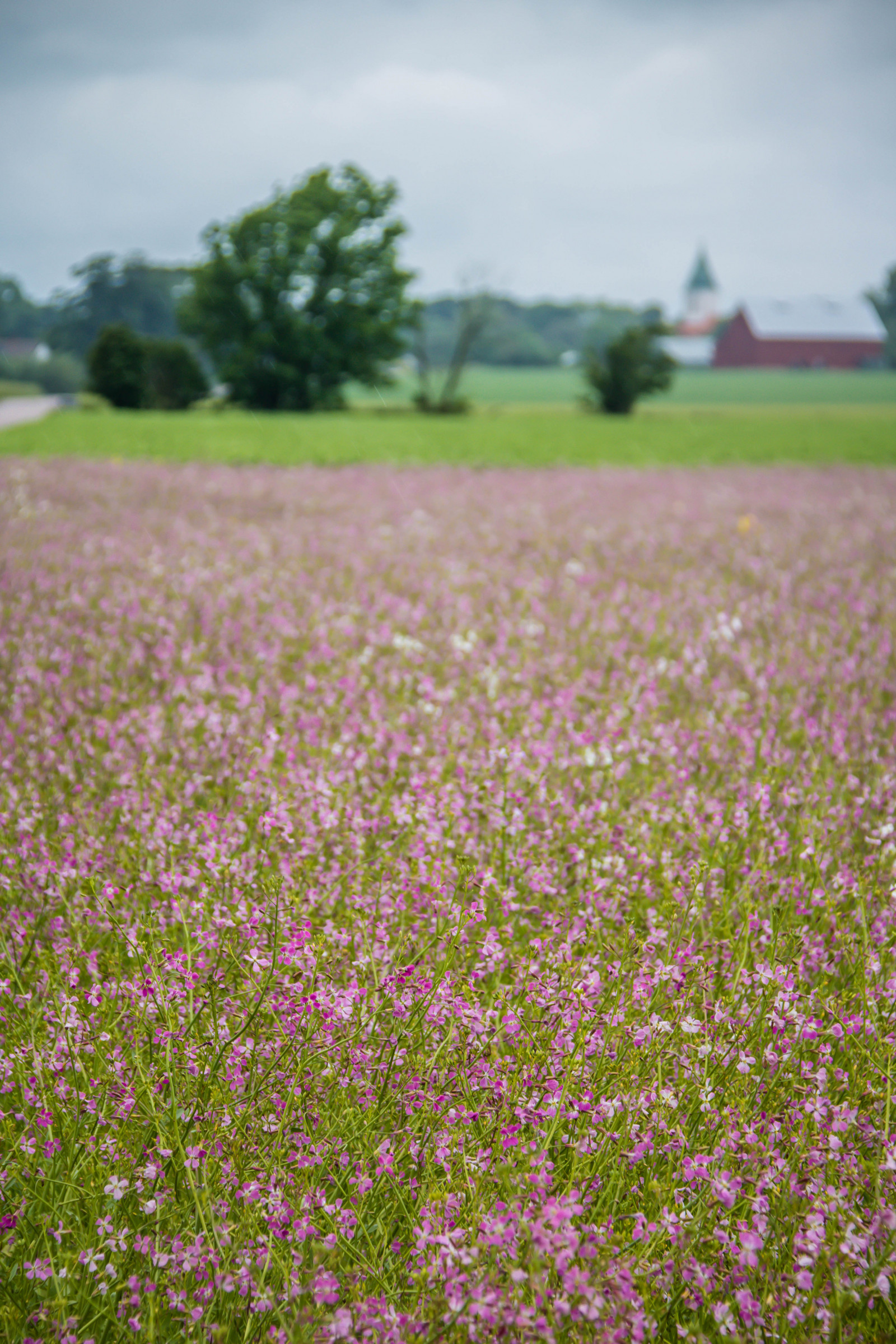 Steppe Englisch Steppe Englisch