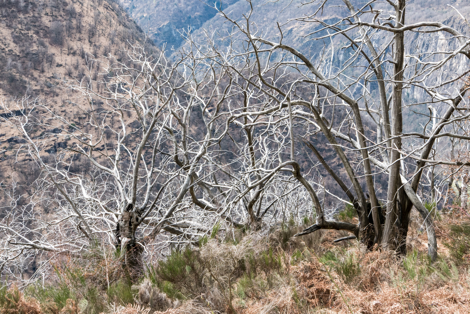 stromy, větve, Křoví