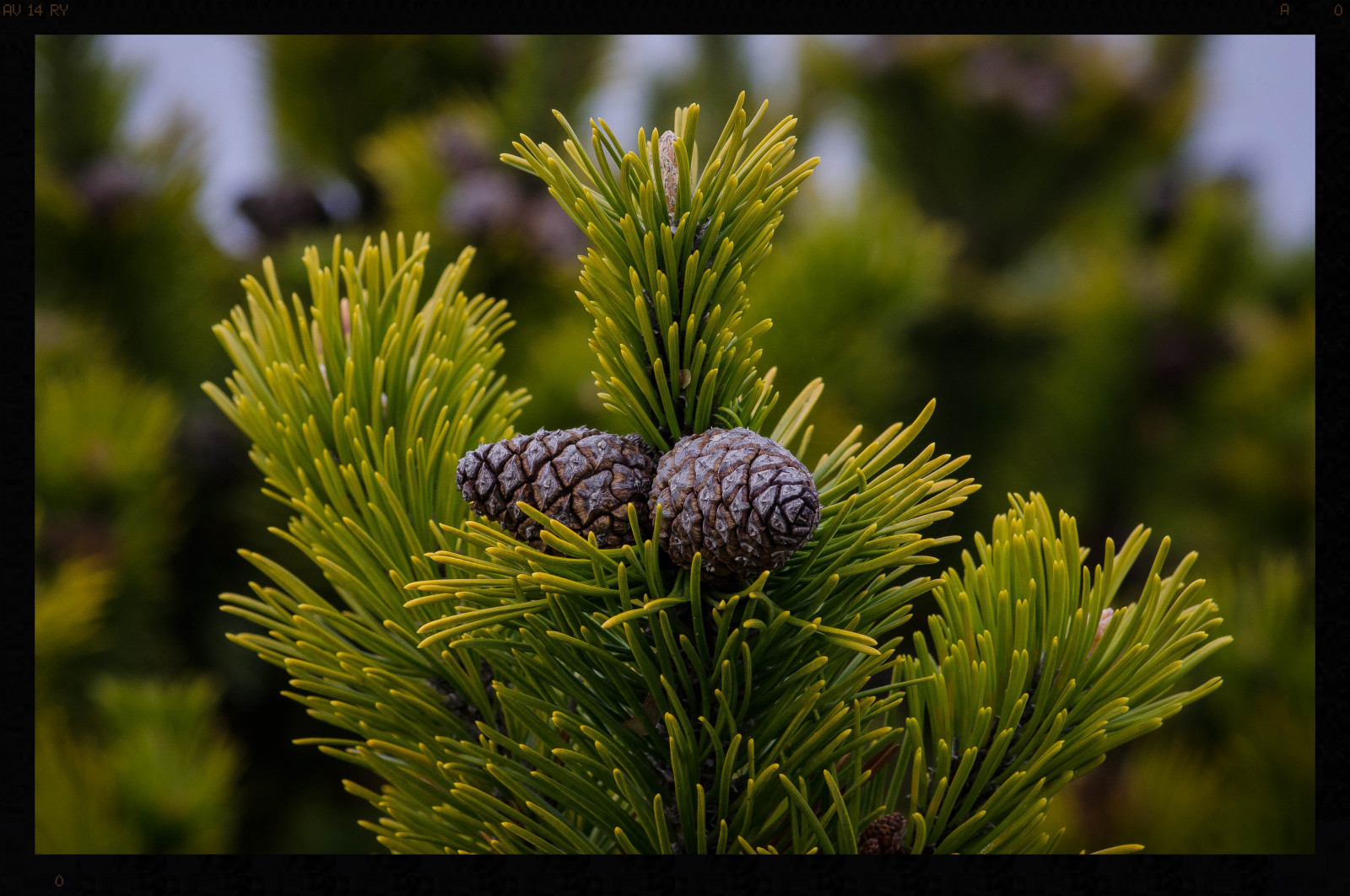 stromy, Příroda, větev, smrk, Scania, Švédsko, jedle, jehličnatý strom, kužely, Evergreen, strom, list, květ, rostlina, flóra, borovice, divoká rostlina, botanika, suchozemská rostlina, kvetoucí rostlina, dřevina, ekosystém, makro fotografie, modřín, borovice rodina, hittarp, jedle