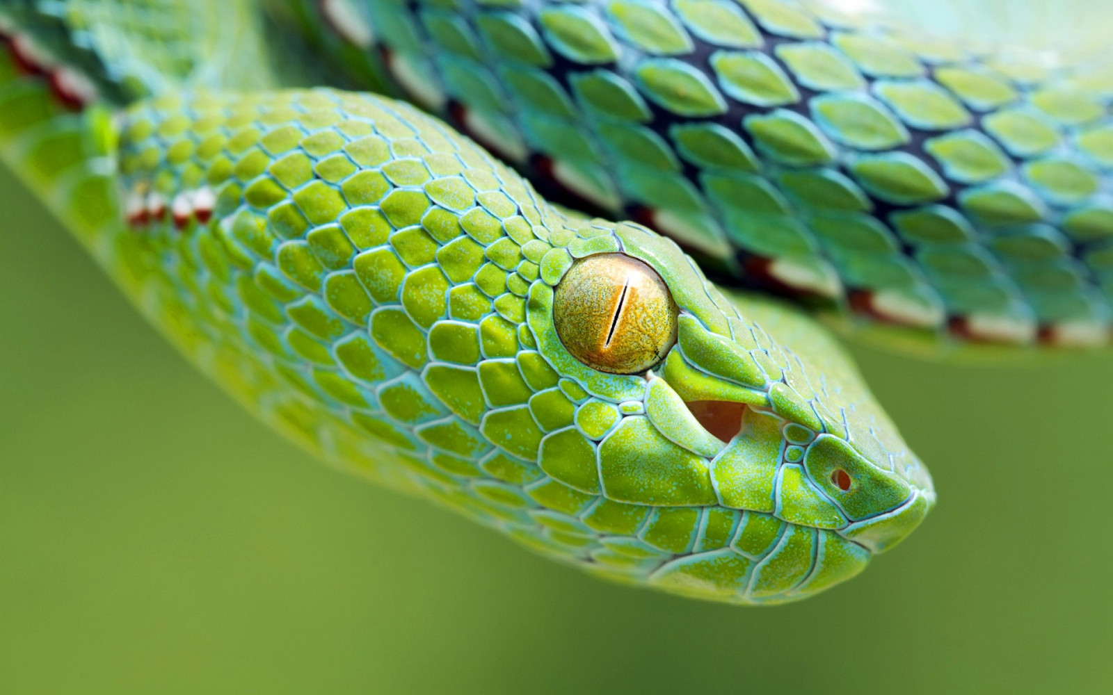 animali, serpente, verde, vipere, rettili, mamba, serpente, biologia, foglia, rettile, fauna, vertebrato, avvicinamento, fotografia macro, rettile scala, organismo, Elapidae, Lacertidae, Lacerta, mamba verde occidentale