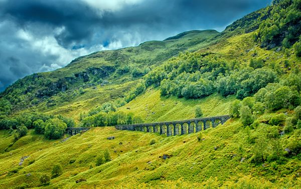 trees,railway bridge,grass