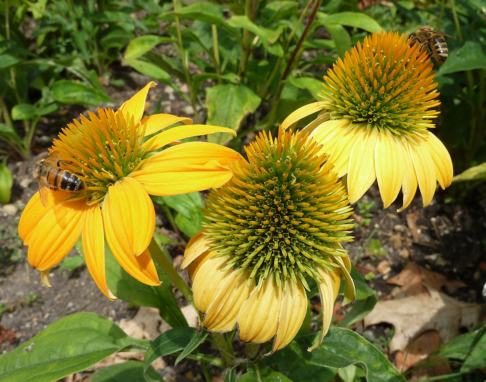 květiny, Příroda, žlutý, flóra, květy, Včela, třapatka, květy, cantignypark, wheatonil