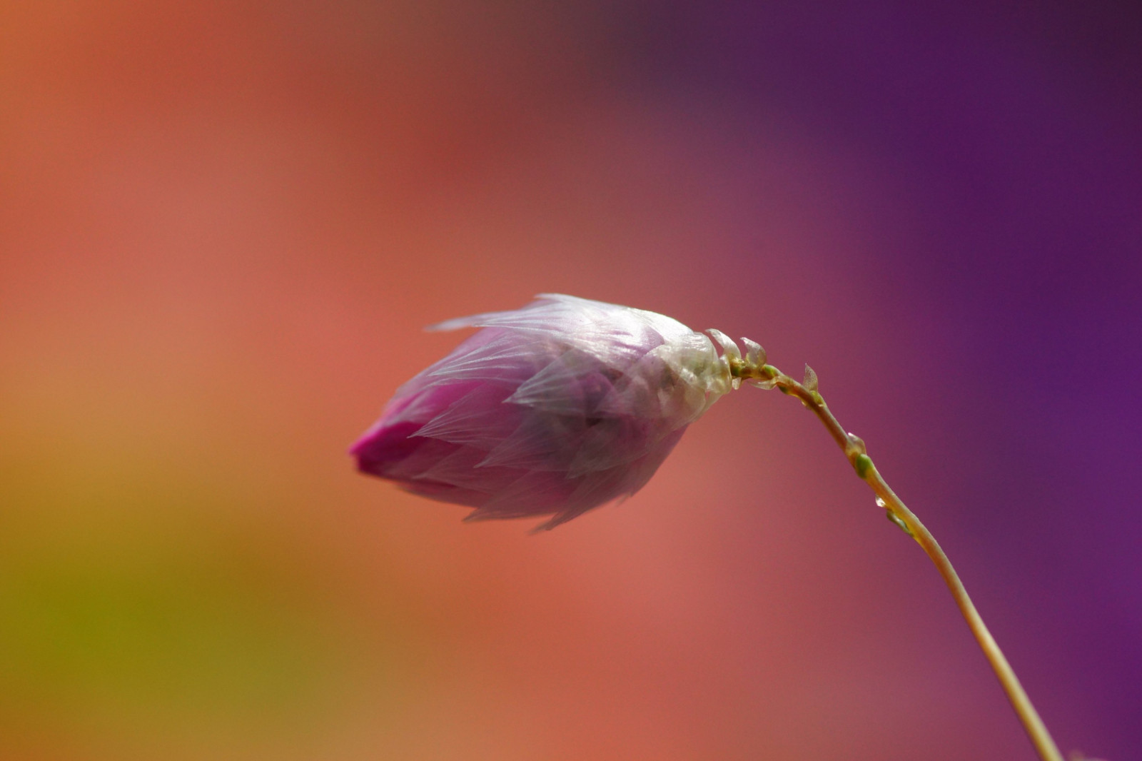 Japan, natur, fotografering, afdeling, grøn, pollen, blomst, lyserød, Kyoto, farve, blad, blomst, plante, flora, kolibri, knop, kronblad, awesomeblossoms, blomstrende plante, tæt på, makrofotografering, stængelplante, thekyotobotanicalgarden, rhodanthemanglesii, manglessunray, 20120314dsc03089