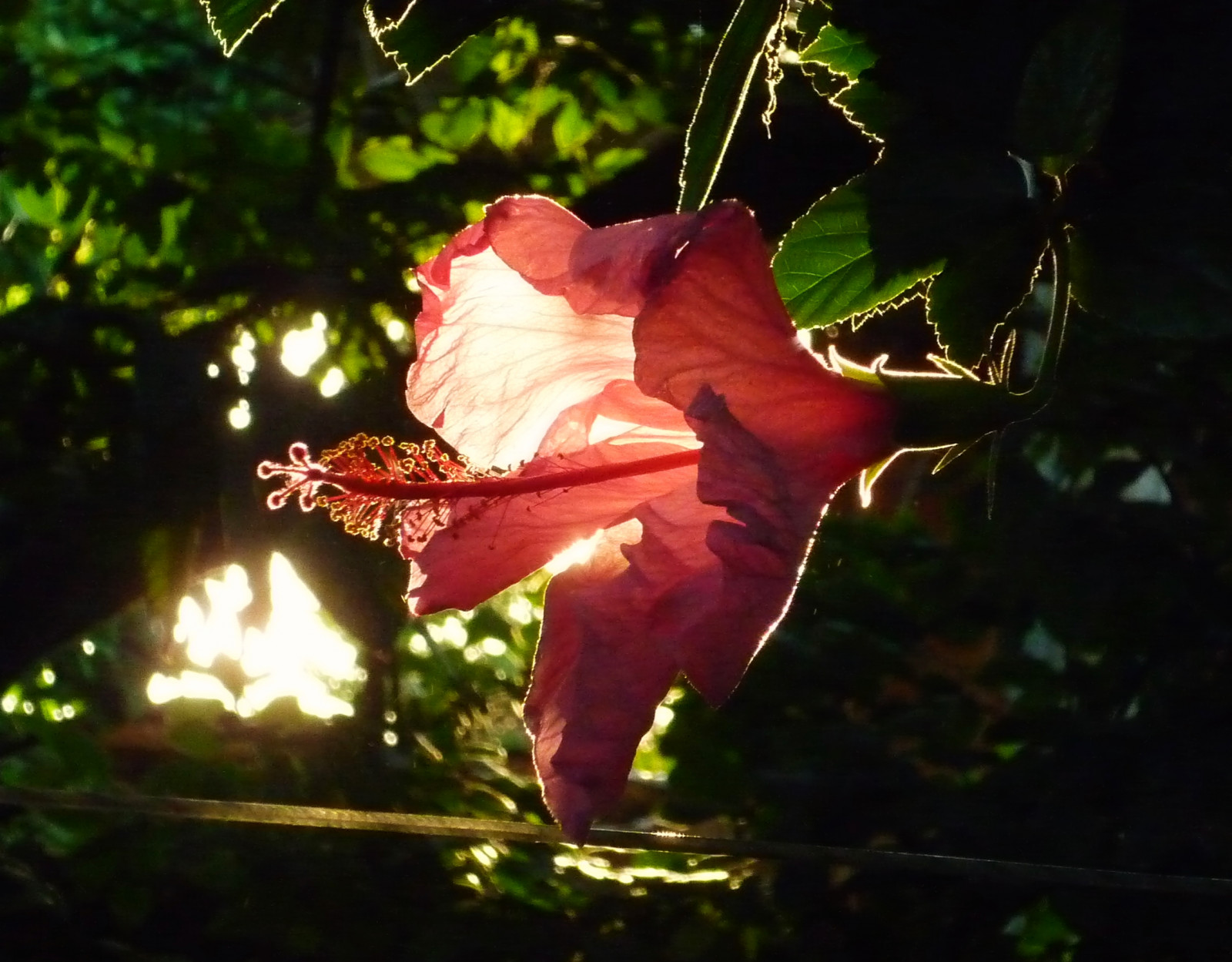 luce del sole, tramonto, natura, rosso, rosa, fiorire, rosa, Sol, ibisco, leggero, autunno, foglia, fiore, pianta, luce del sole, flora, petalo, botanica, impianto di terra, pianta fiorita